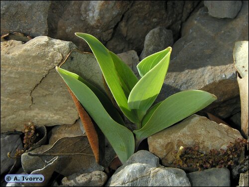 DSCN9683a.jpg
