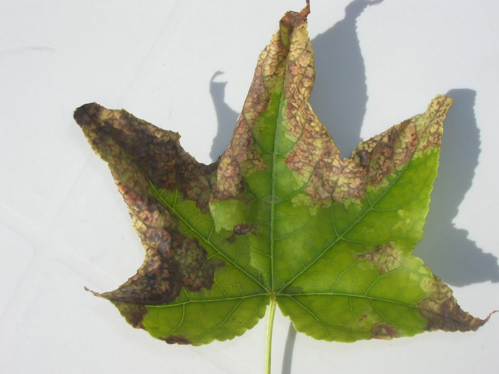 DSCN9689.jpg