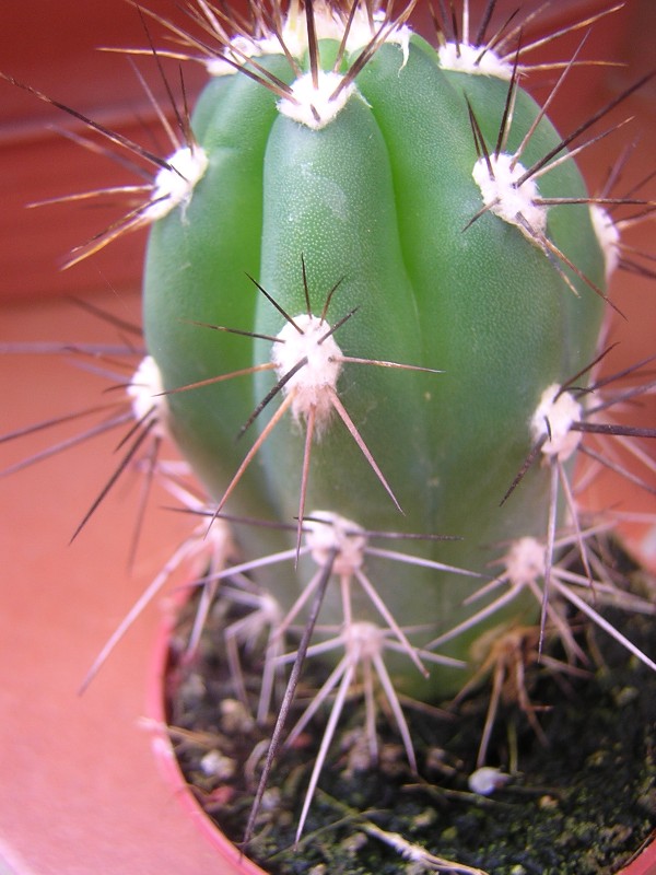 DSCN9749.JPG