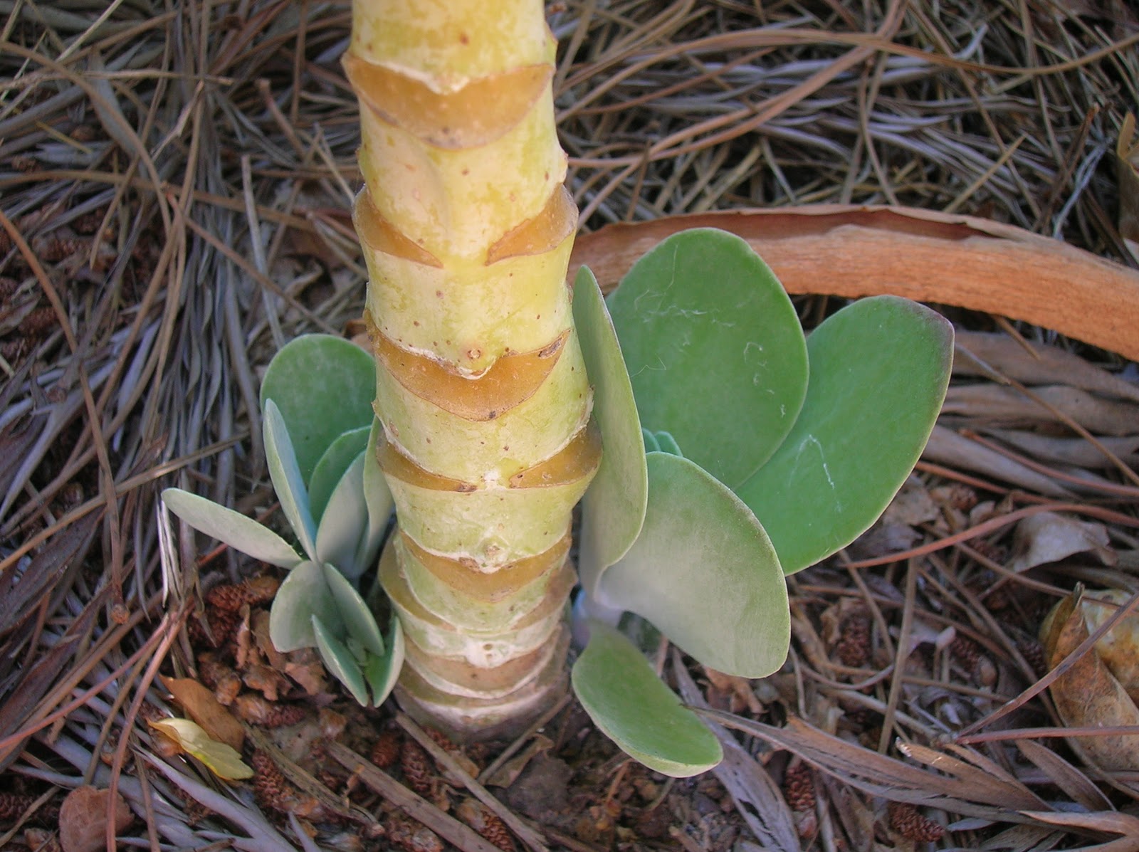 DSCN9773.JPG
