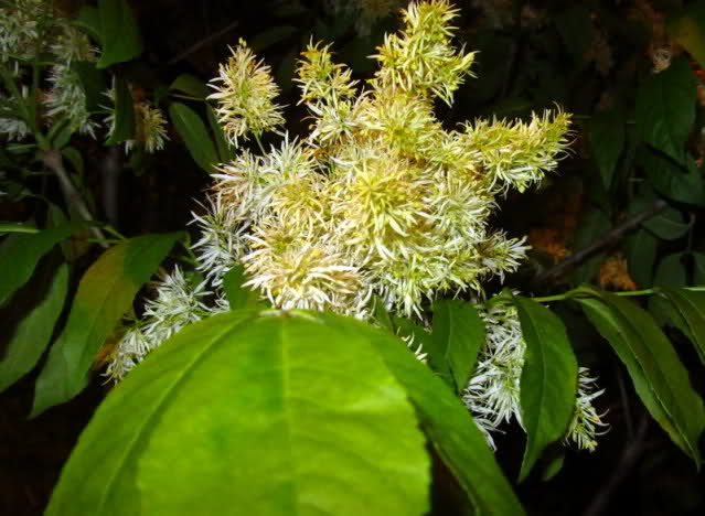 dsl77.jpg