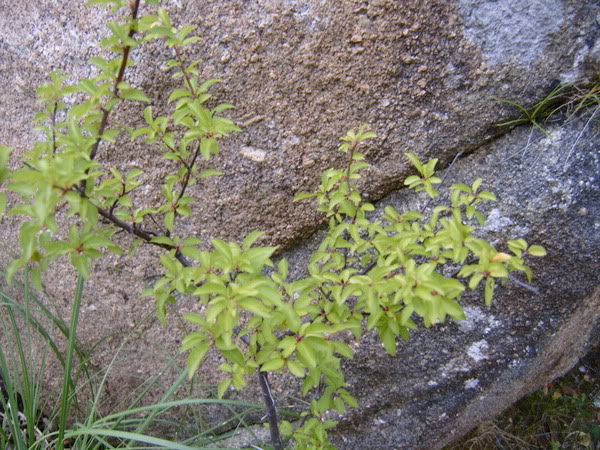dtailpetitarbre.jpg