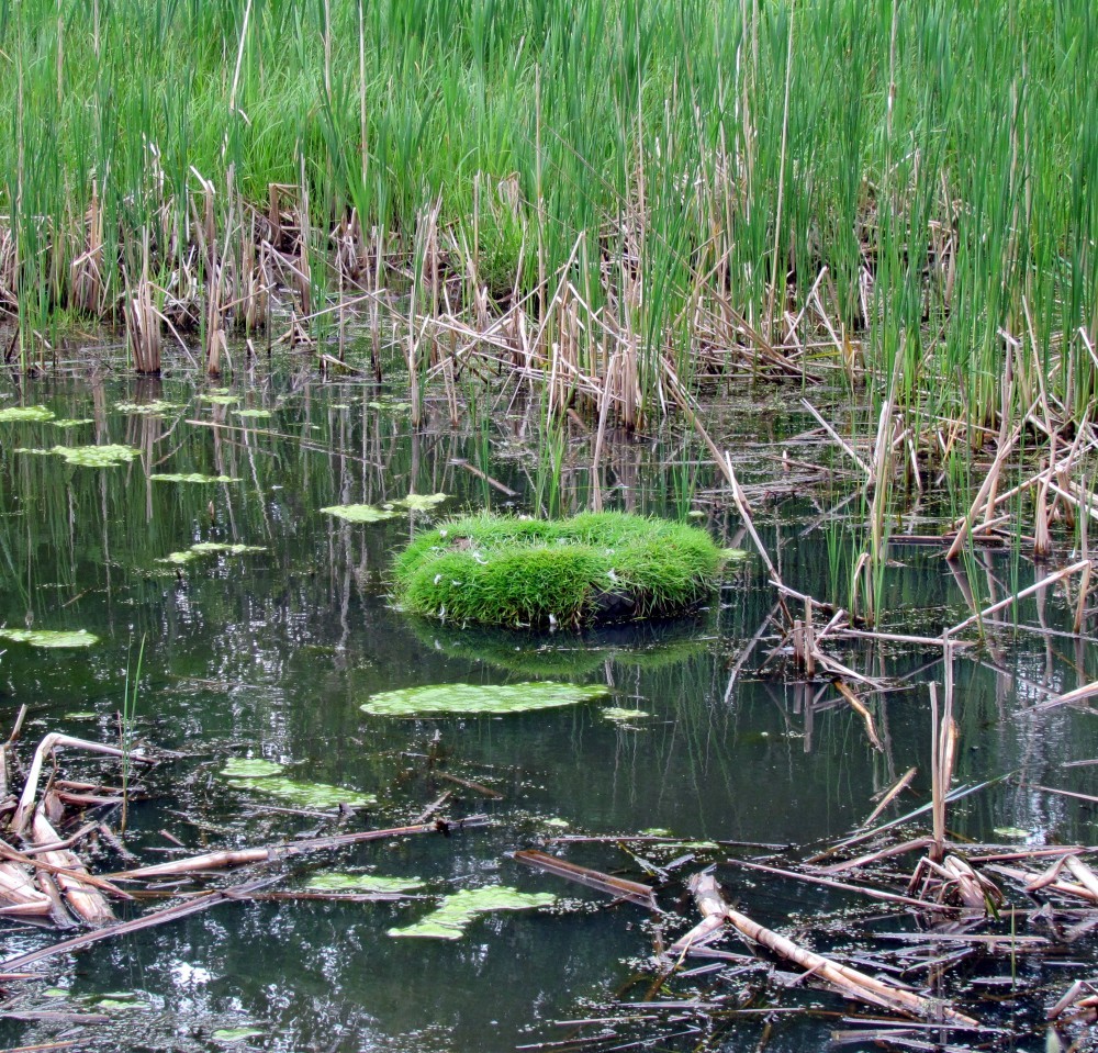 duck-nest-tire.jpg