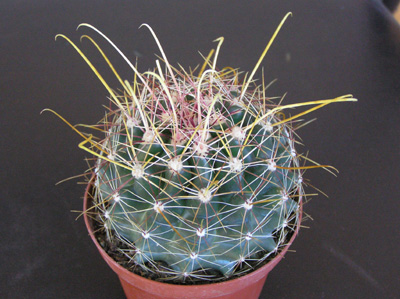 duda%20P7050107.jpg