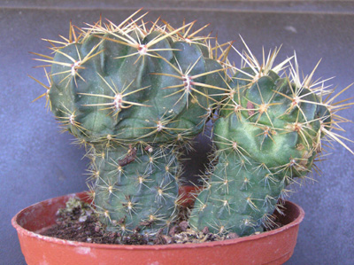 duda%20P7050116.jpg