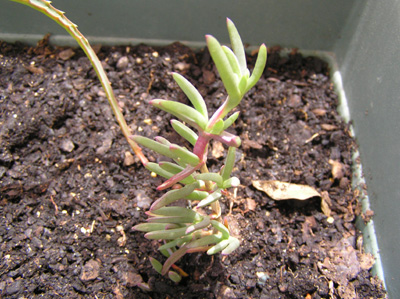 dudaP5180004.jpg