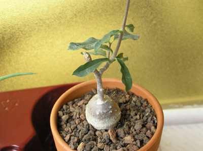 dudaP5210013.jpg