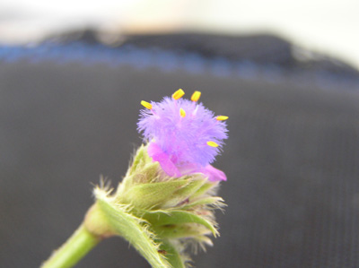dudaP5250020.jpg