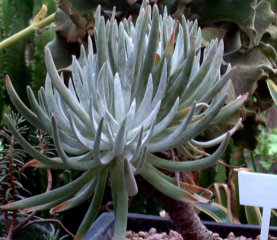 Dudleya_hassei.jpg