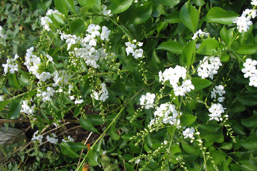 duranta-alba-01.jpg