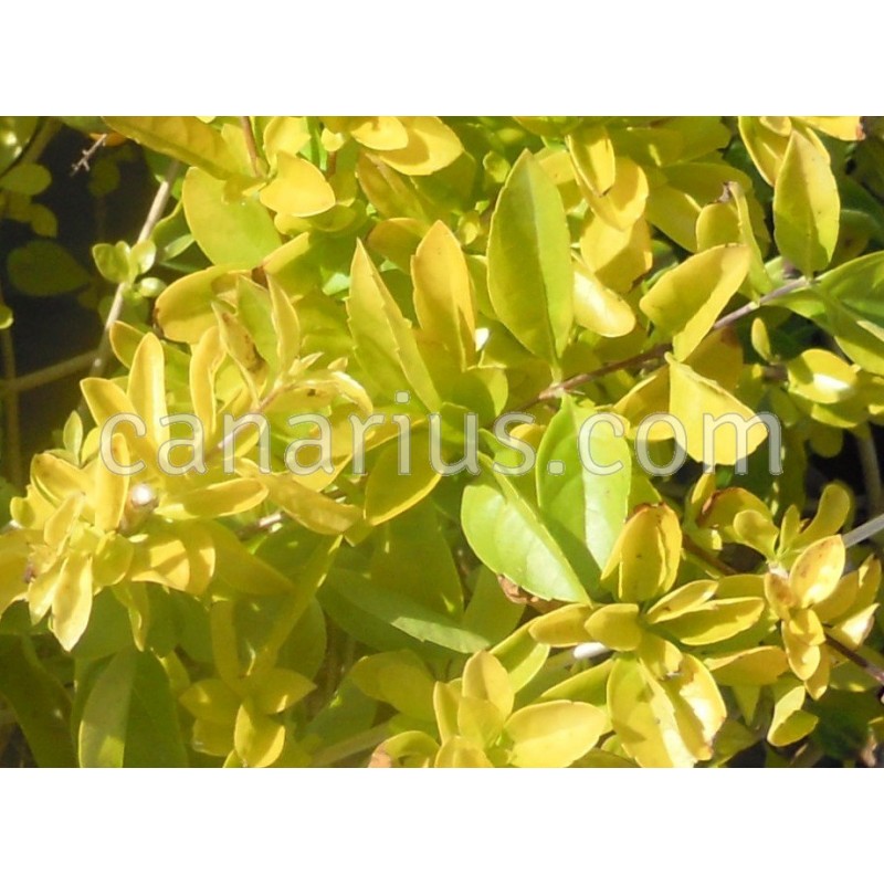 duranta-erecta-cv-sheena-s-gold.jpg