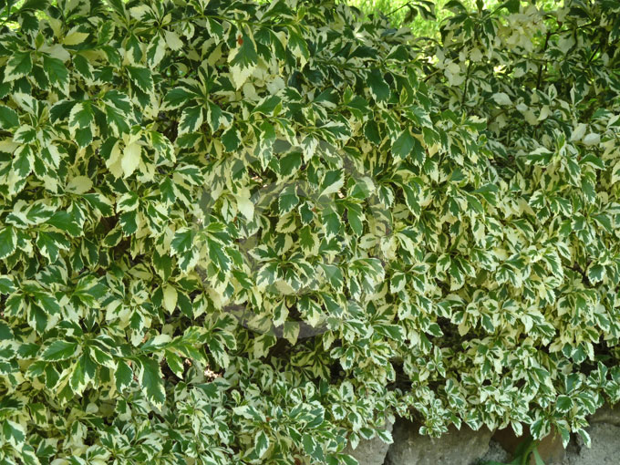 Duranta-erecta-Variegata-03.jpg