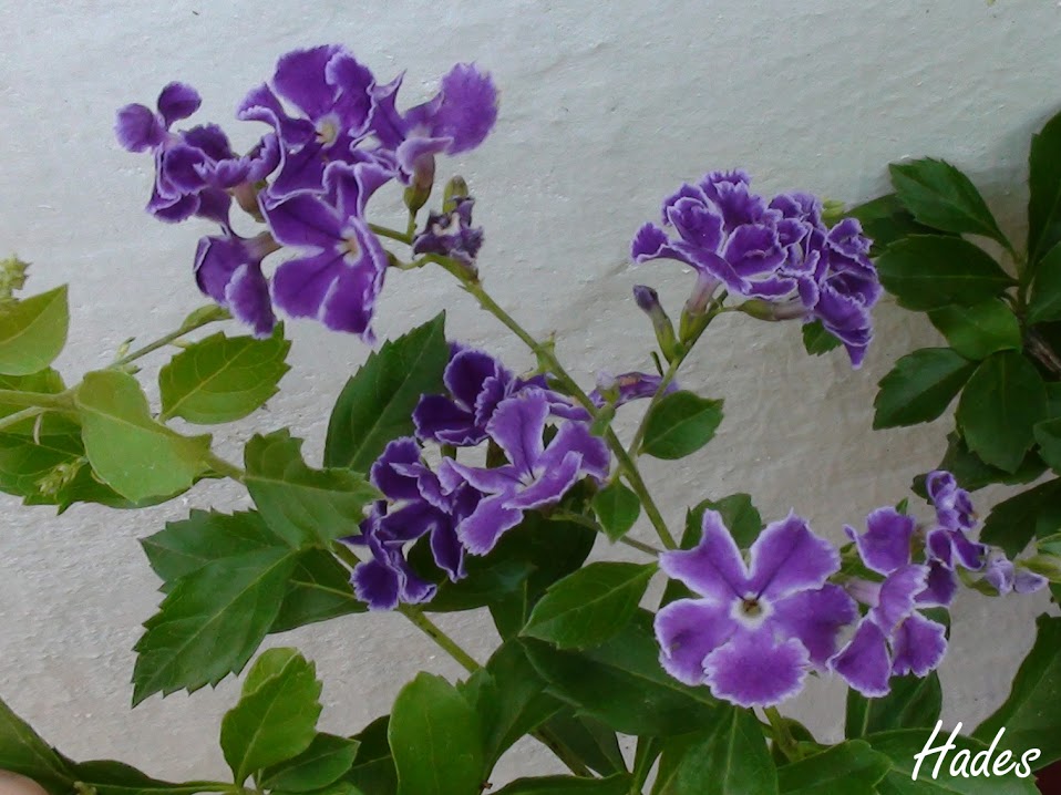 Duranta.jpg