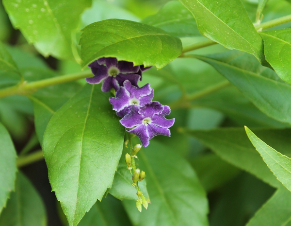 duranta.png
