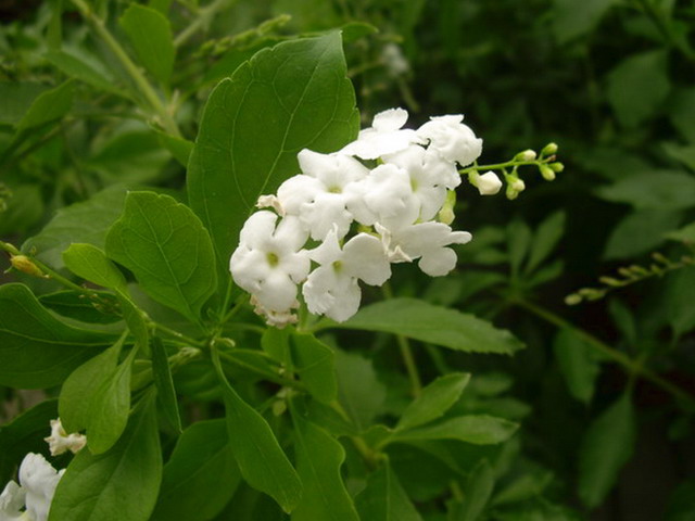 Duranta+repens++%283%29.jpg