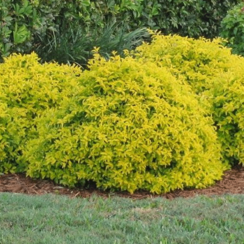 duranta-repens-aurea11-8f3bb636f250e01bd815327842308450-480-0.png