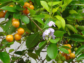Duranta_1_72dpi_4x3_flowers_berries.jpg