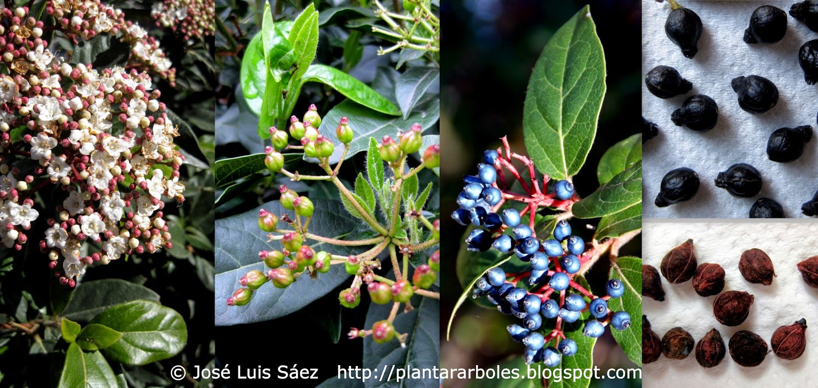Durillo%2BViburnum%2Btinus%2BFlores%2Bfrutos%2Bsemillas%2BFlowers%2Bfruits%2Bseeds.jpg