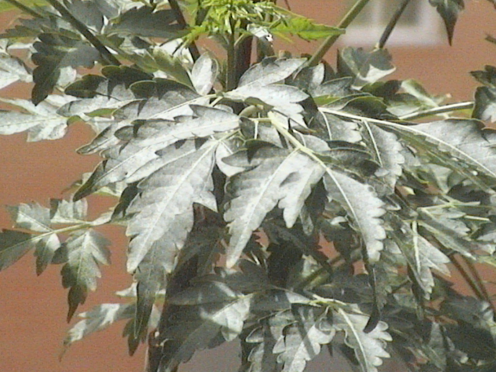 DVC00097.JPG