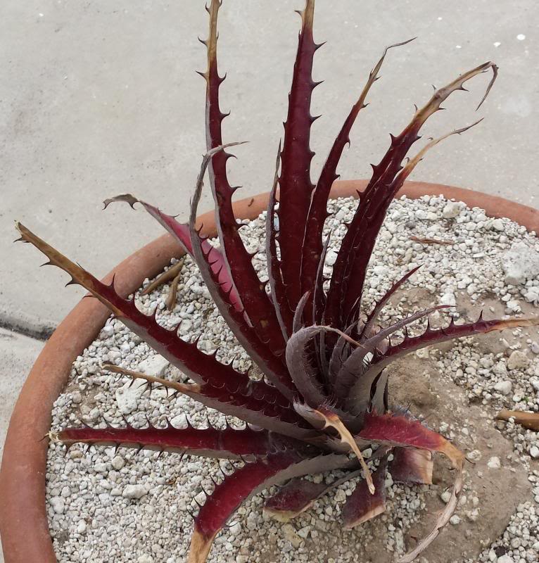 dyckcohnia_zps30ae6b7f.jpg