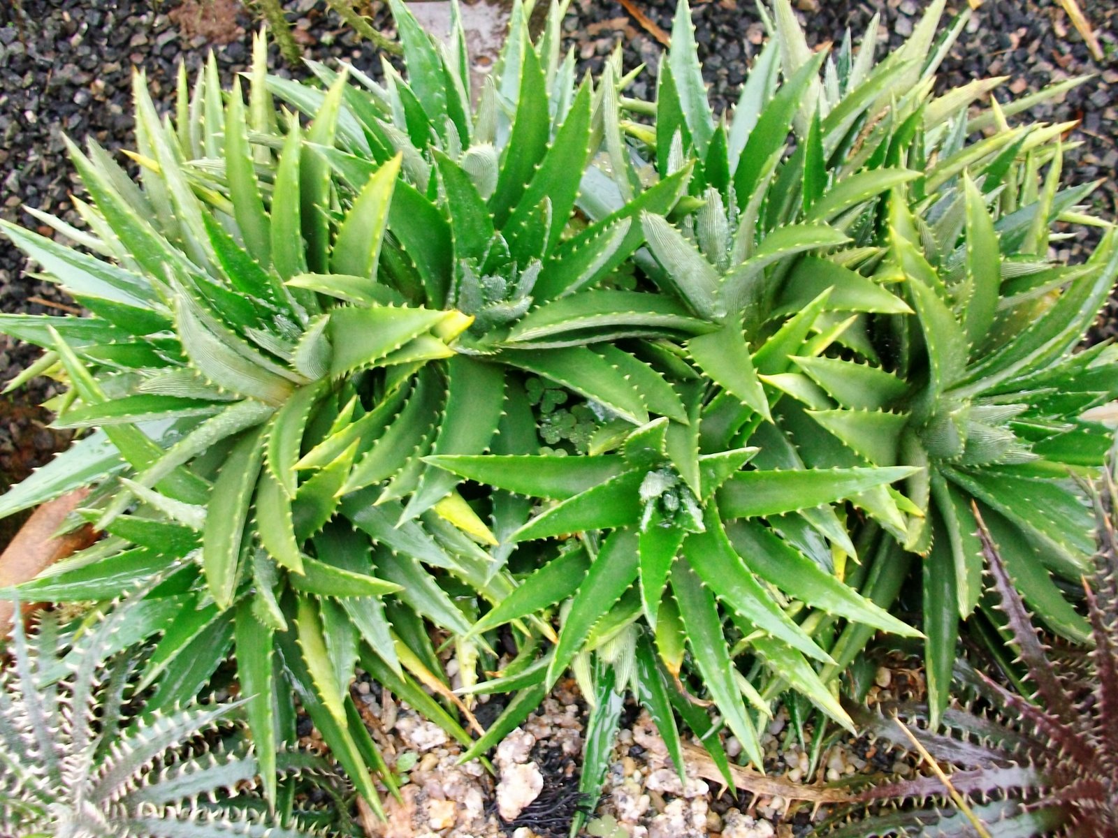 Dyckia%2B27.07.09%2B013.jpg