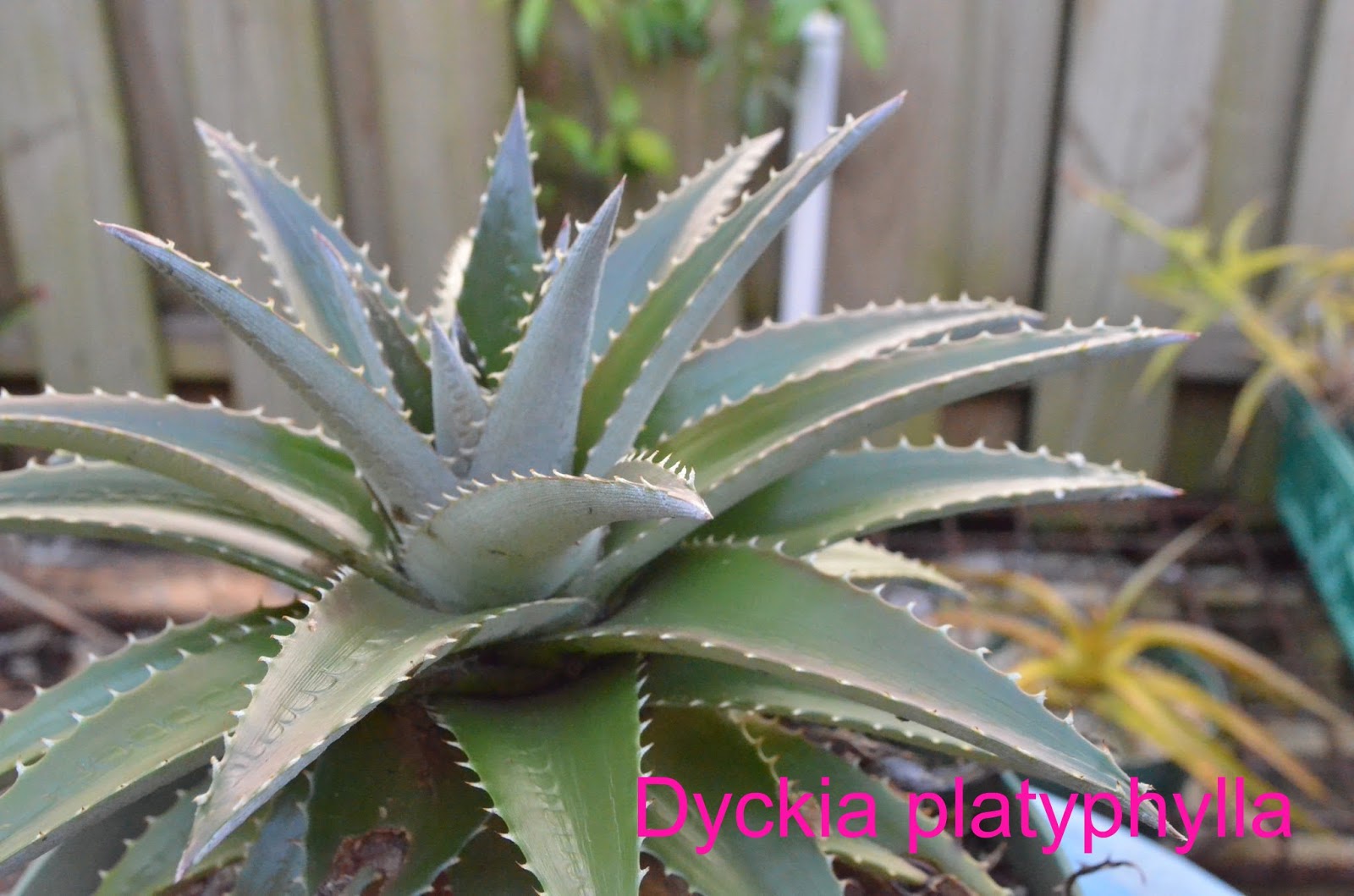 Dyckia+platyphylla+%25281%2529.JPG