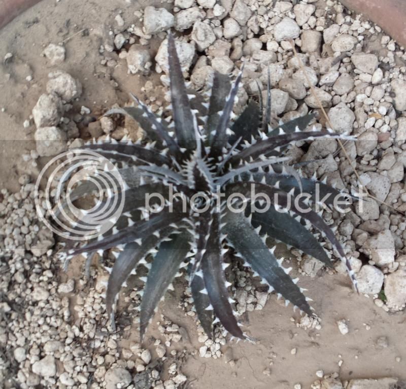 dyckia1_zps33b7daa8.jpg