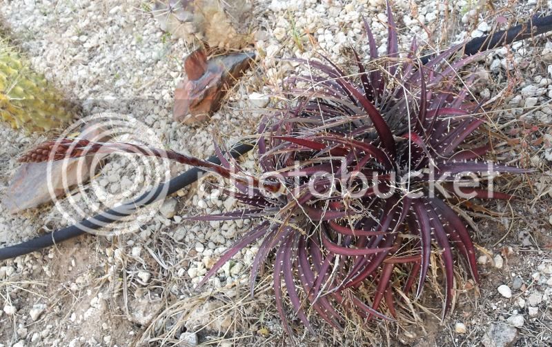 Dyckia2_zpsa6b2fd3d.jpg