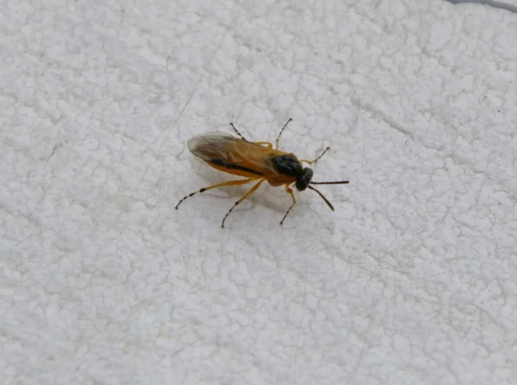 dyxa28.jpg