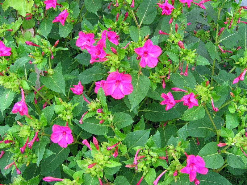 dziwaczek-mirabilis-jalapa_781.jpg