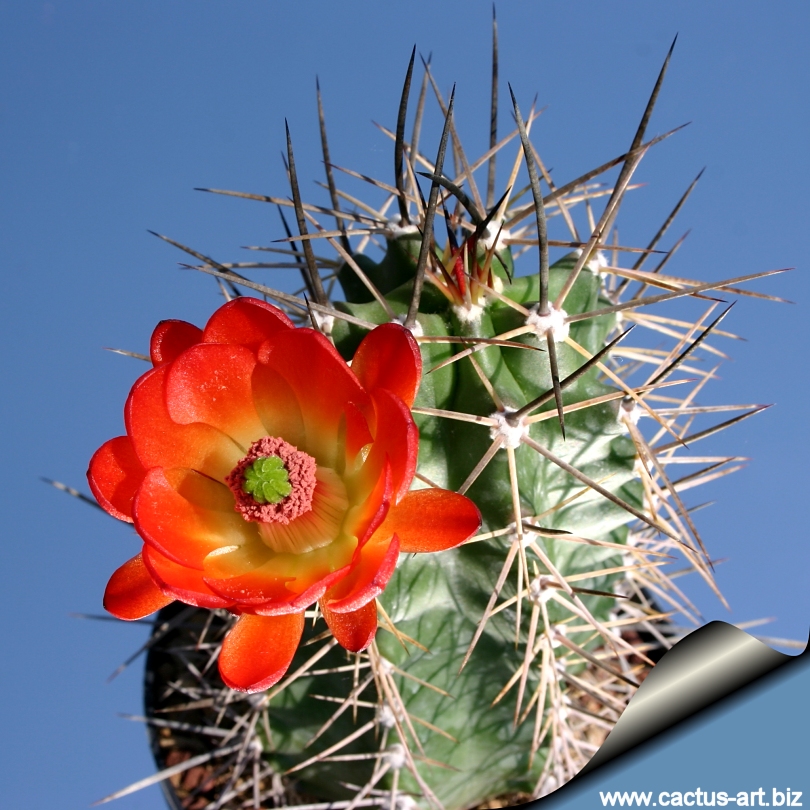 E.coccineus_roemeri_DJF1306_810.jpg