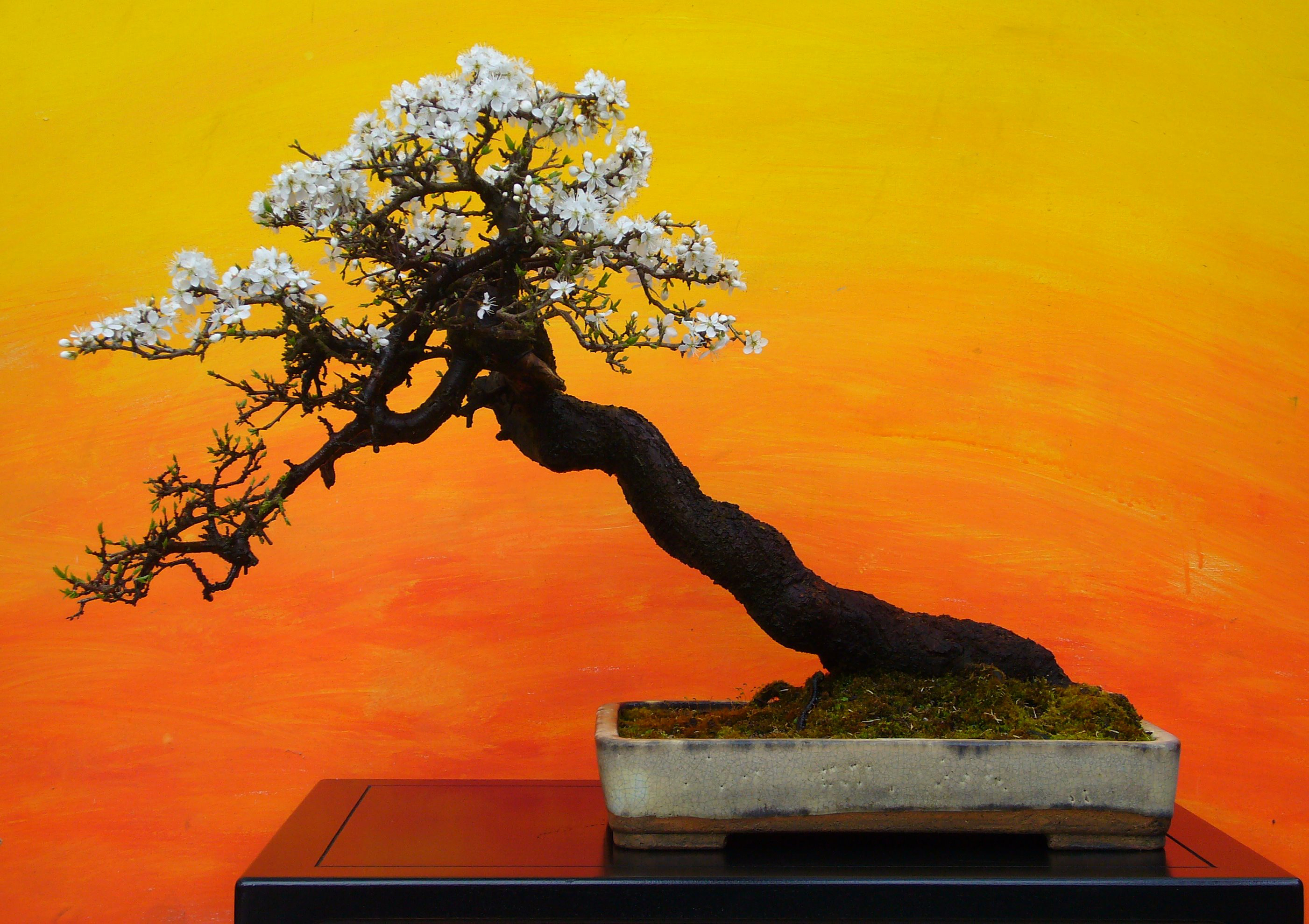 e009_prunus_spinosa.jpg