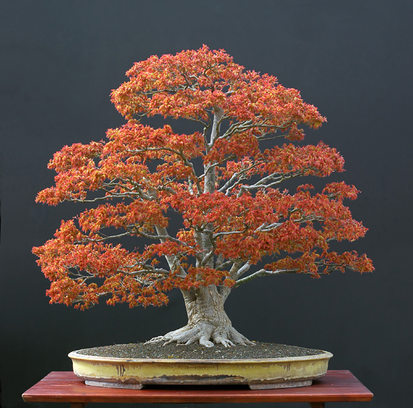 e010_acer_palmatum.jpg