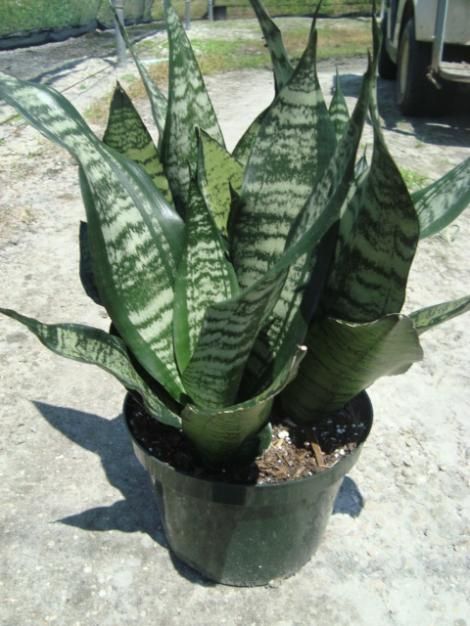 e0242d110e793a39d638b6a43465def2--sansevieria-trifasciata-snake-plant.jpg