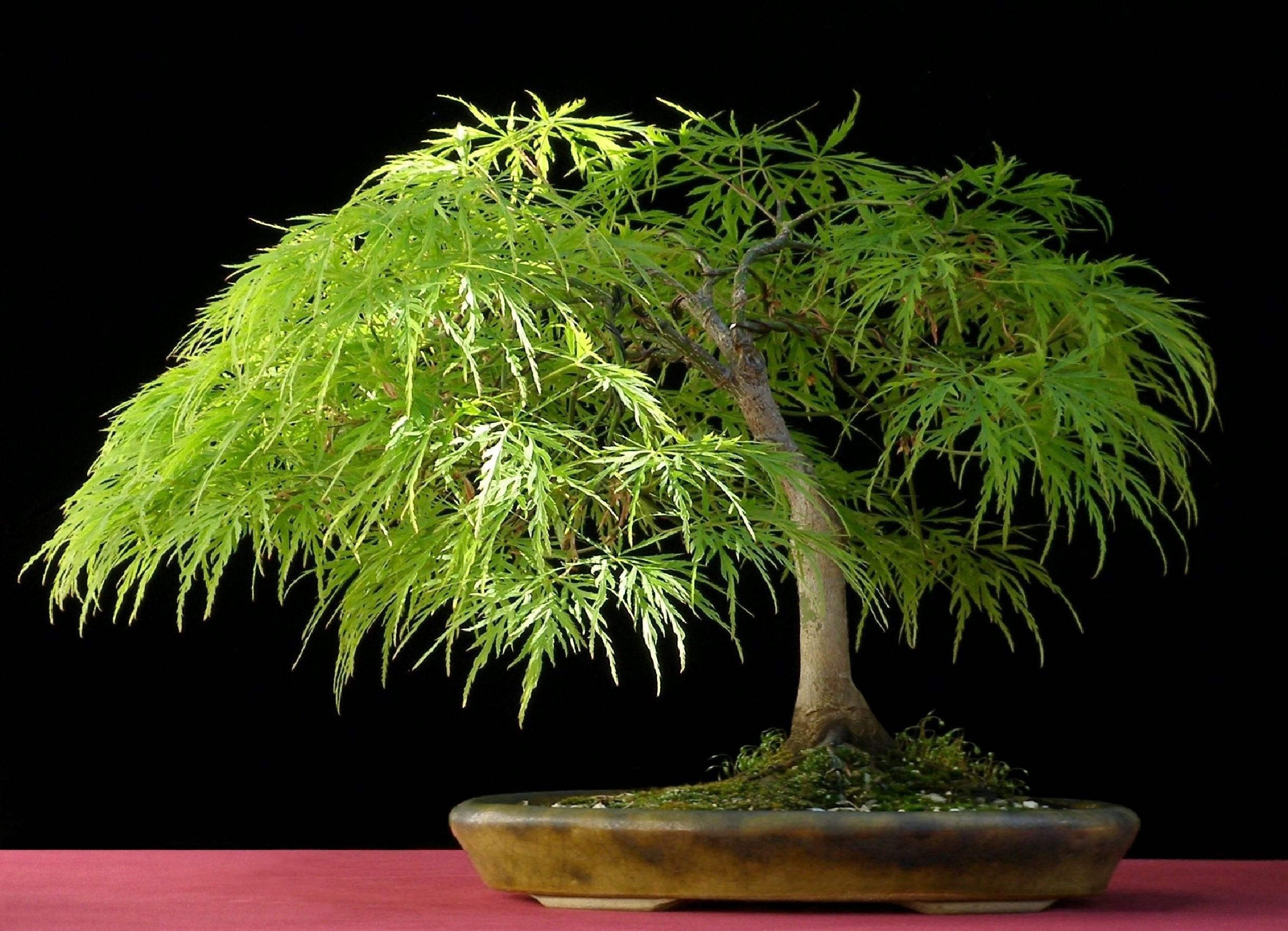 e056_acer_palmatum_dissectum.jpg