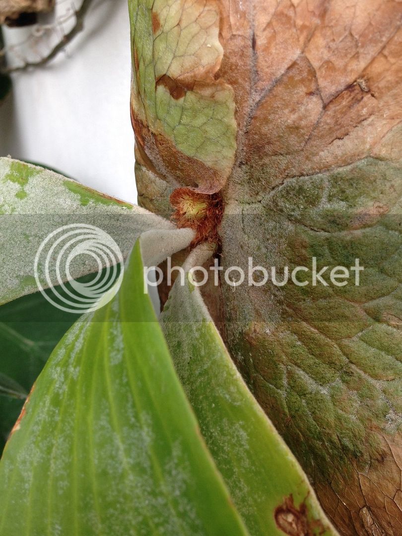 E08E62E0-8ADF-4B37-A5FA-740A150AEBEA_zpsnp8rjay7.jpg