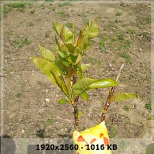 e28a87c2c03cf652ed7f7c0c6de27869o.jpg