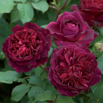 e4922.jpg