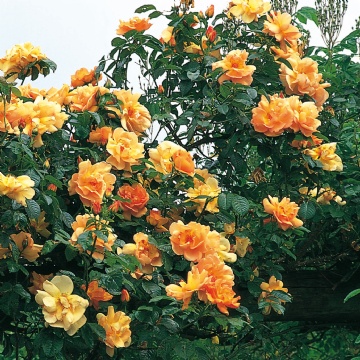 e581.jpg