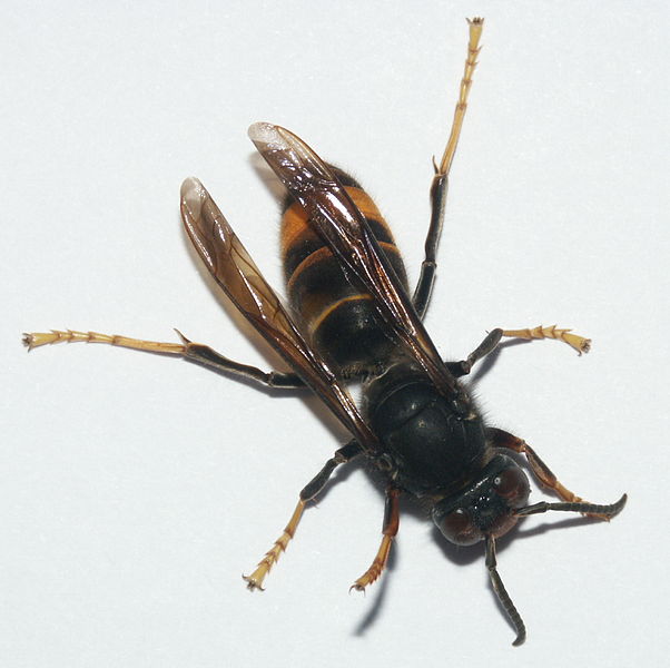 e58c.jpg