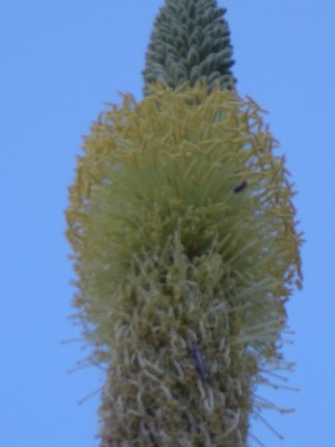 e5a08968.jpg