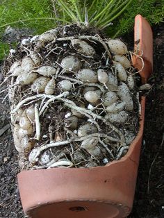 e947f5aa700901ba676a0138d1cd2059--foxtail-fern-root-system.jpg