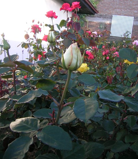 E_16-11-06.jpg