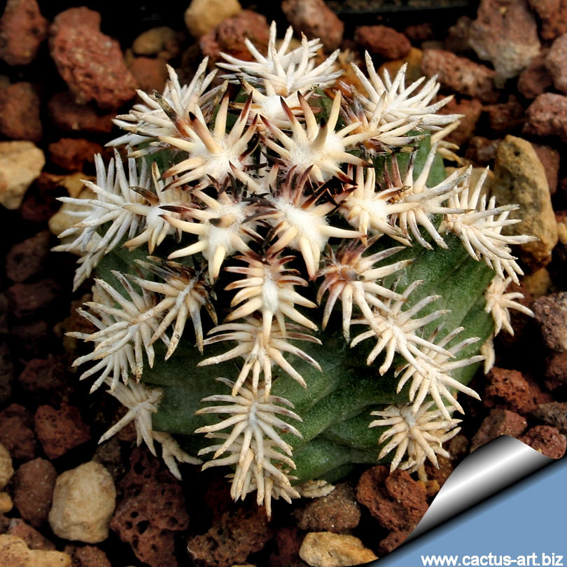 E_davisii_brevispinus_810.jpg