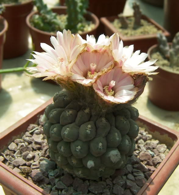 E_napina_glabrescens.jpg