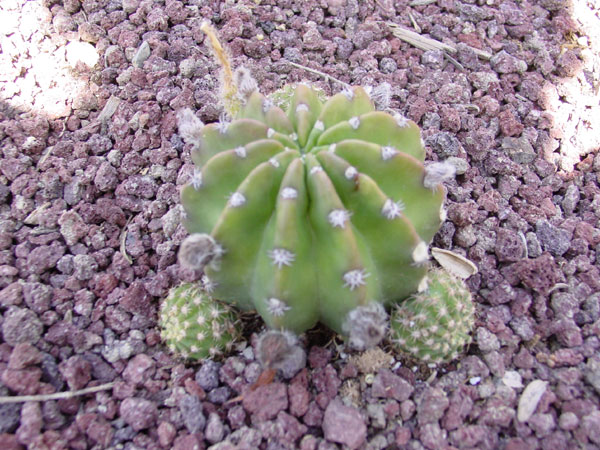 e_subdenudata_a2_600.jpg