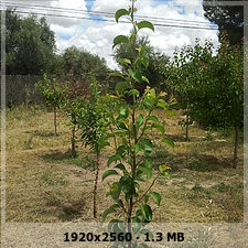 ea8395ac21d93d7e9619716c22aef440o.jpg