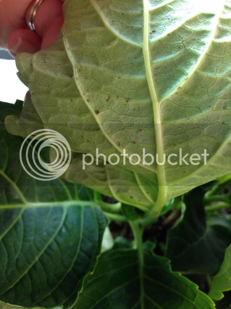 eaaa_zps76f9ab85.jpg