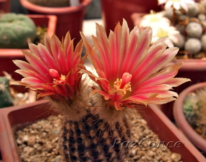 Eaerocarpa1b.jpg