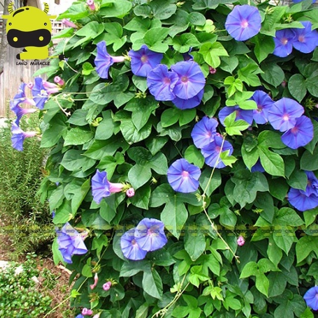 eal-Heavenly-Blue-Morning-Glory-Seeds-50-Seeds-Pack-Ipomoea-nil-Heirloom-Annual-Climbing-Flowers.jpg